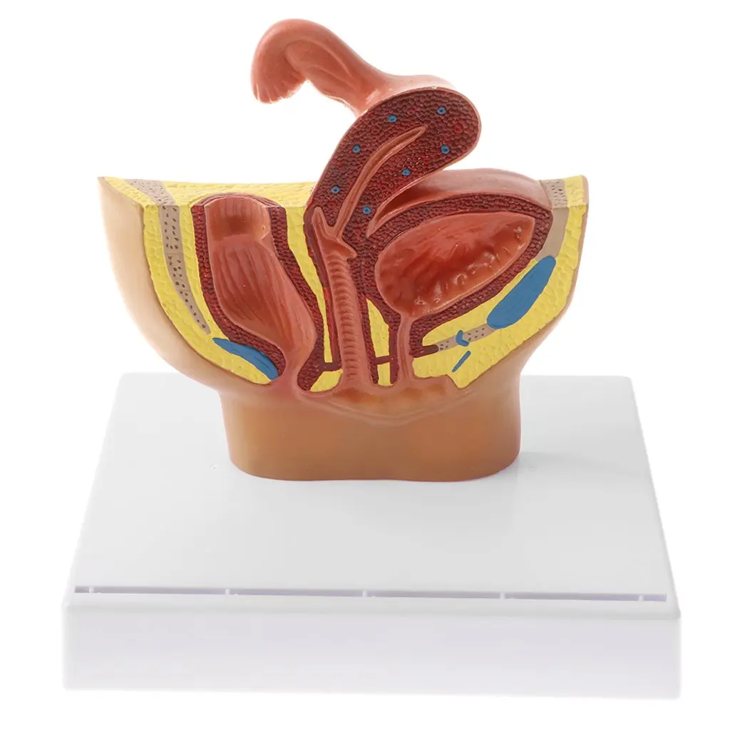 

1: 2 Female Human Pelvis Bladder Basin Cavity Model Anatomical Model for School Teaching Tool Learning Display Lab Supplies