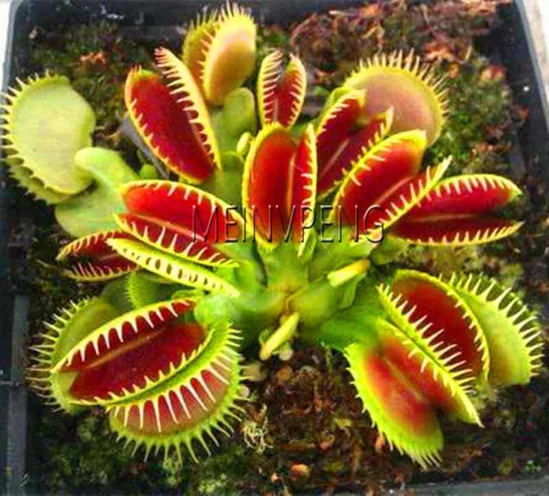 Новый 2018! в горшках инсективорный Dionaea Muscipula Гигантский Клип Flytrap карликовые деревья хищное растение бесплатная доставка, 200 сад