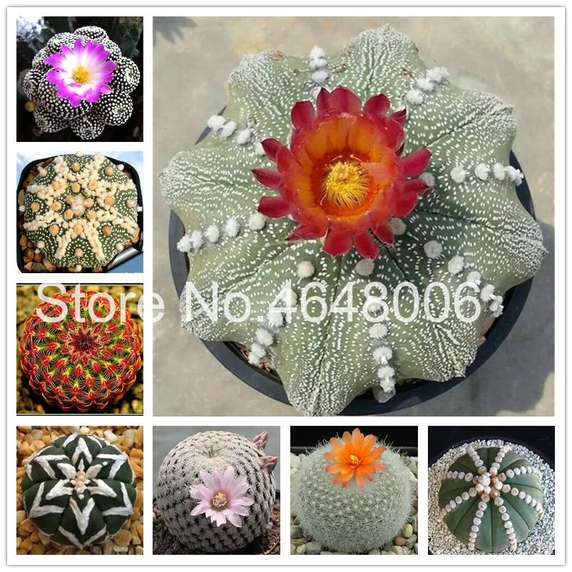 

Hot Selling ! 20 Pcs Mixed Astrophytum Cactus Flores Succulents Bonsai Diy Home Garden Potted Plant Flower High Germination
