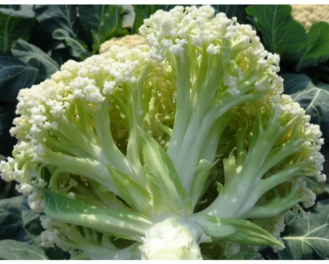 

Qingfeng 80 cauliflower bonsais - Taiwan Qinggeng Songhua bonsais -100pcs