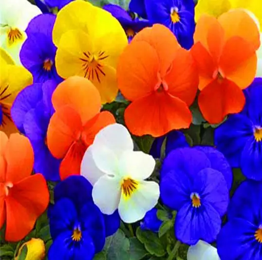 

2018 Real Special Offer Flower bonsai Pansy Flower 20pcs Hardy, Mix Color, Diy Home Garden Potted Or Yard Free Shipping E008