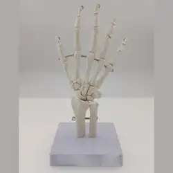 Человеческой руки совместной жизни Размеры Bone анатомическая модель скелета медицинский, анатомический для обучение медицине ресурсов