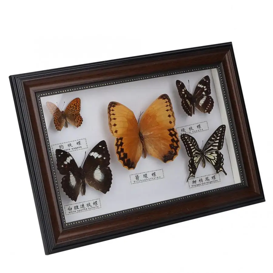 

Exquisite Butterflies Insect Specimen Craft Birthday Gift Home Decor Ornament