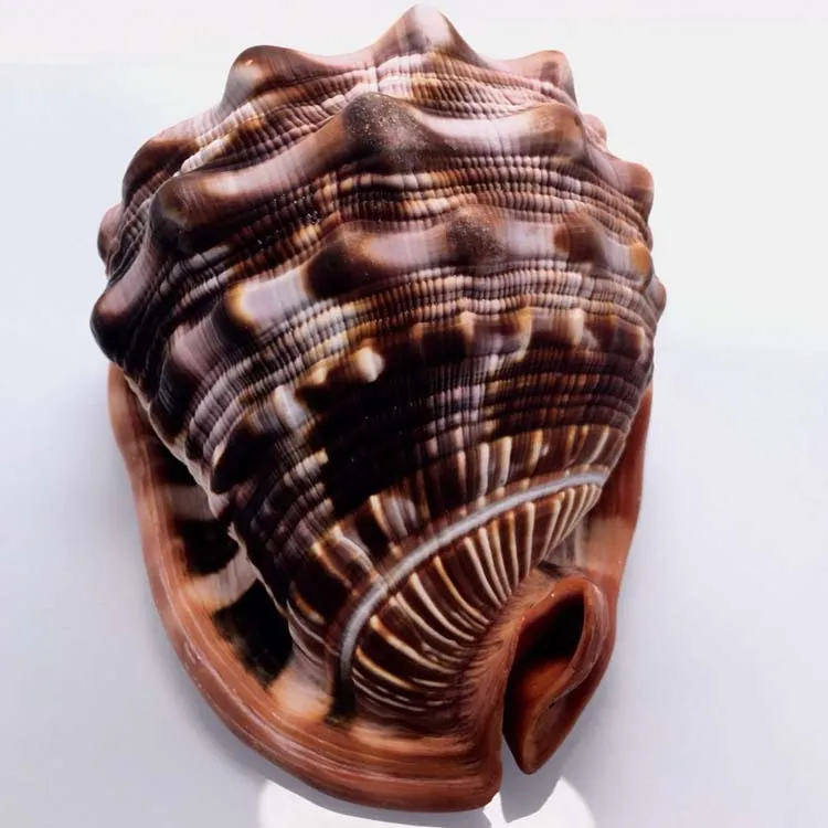 

About 15cm natural Wanbao snail ornaments Four famous snails One Mediterranean home decoration