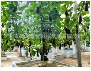 

2017 New Arrival Outdoor Plants Very Easy Mini Garden Summer Sementes Eggplant Tree bonsai Hot Healthy Vegetable bonsai 100pcs