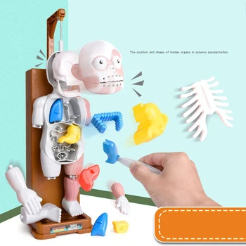 

Scary Human Body Model Trick Joke Game Creepy 3D Puzzle Novelties Toys Gift Model Assembled Toy April Fools Day Toy