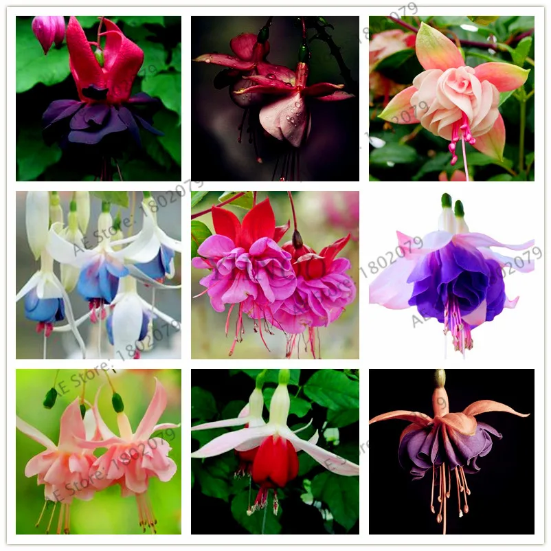 100 шт./пакет смешанный цвет фуксия hybridar цветок flores, многолетнее растение-бонсай для дома и сада, легко растить