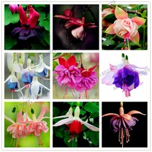 100 шт./пакет смешанный цвет фуксия hybridar цветок flores, многолетнее растение-бонсай для дома и сада, легко растить