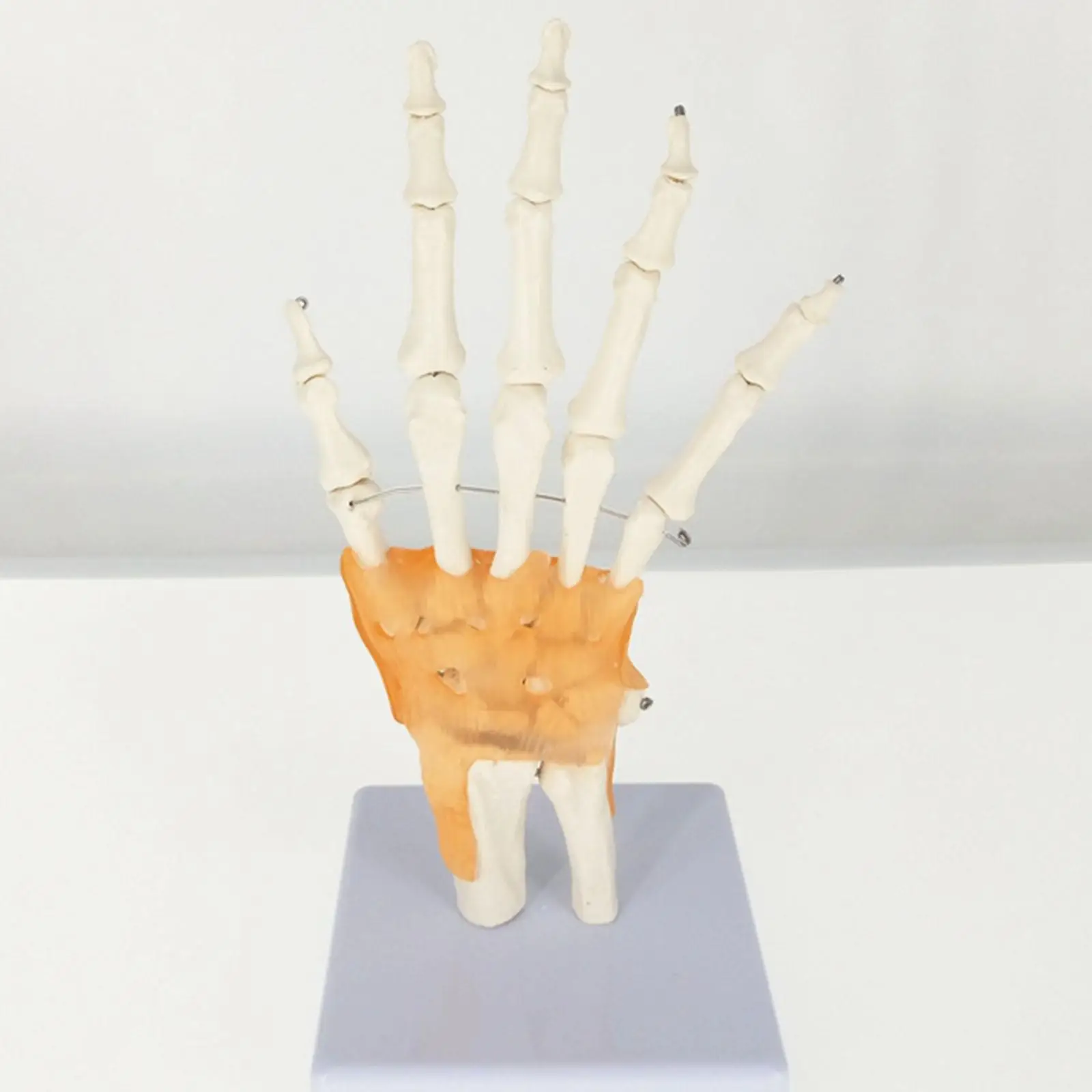 Жизнь размеры ручной совместное с связями анатомический медицинский модель скелета Анатомия дисплей для школьного обучения ресурсы