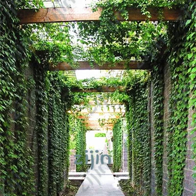 вертикальные дорожки. дорожки из дощечек. дорожки из деревянного настила. вертикальные дорожки. шпалеры берсо.