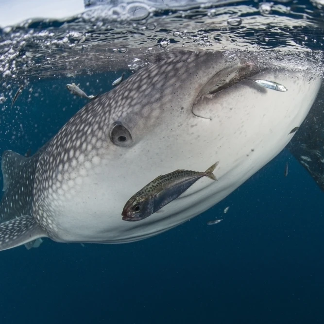 Whale shark swimming around near the surface under fishing nets Poster Print (17 x 11) | Дом и сад