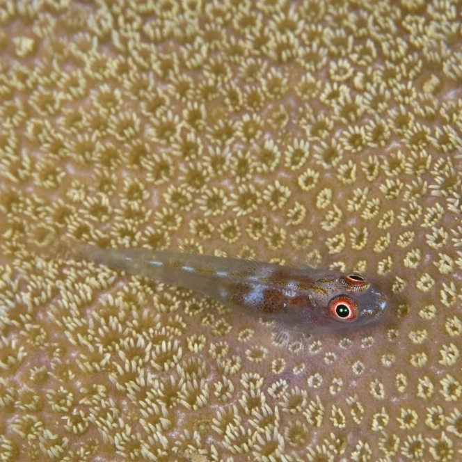 Goby on coral Австралийский постер принт (17x11)|Таблички и знаки| |