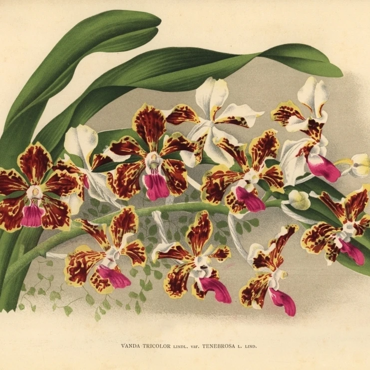 Tenebrosa Variete De Vanda Tricolore Hybride Orchidee Affiche Imprimer Par Florilegius Mary Evans 24x18 Aliexpress
