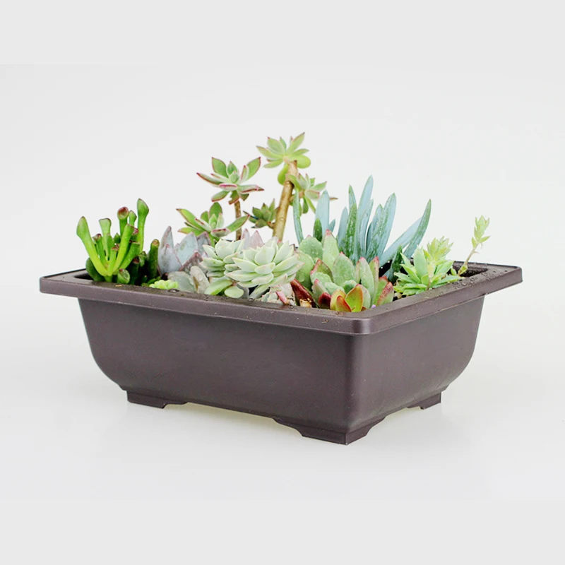 Plastic Flower Pot for cactus succulent planter Bonsai Nursery pot