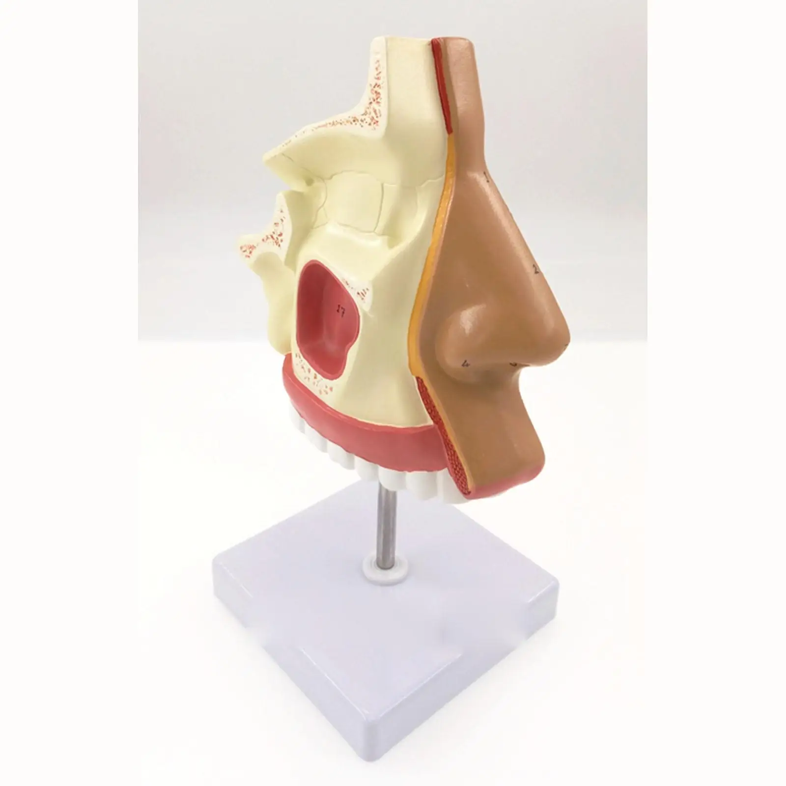 Модель анатомической носовой полости дыхательная система модель биология модель медицинские органы Обучающие ресурсы