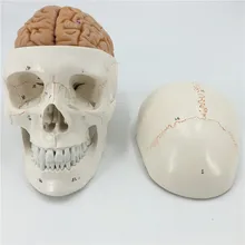 Человек в натуральную величину пронумерованный череп с мозговой моделью анатомический Скелет ветеринарный анатомический мозг Анатомия наука взрыв черепа