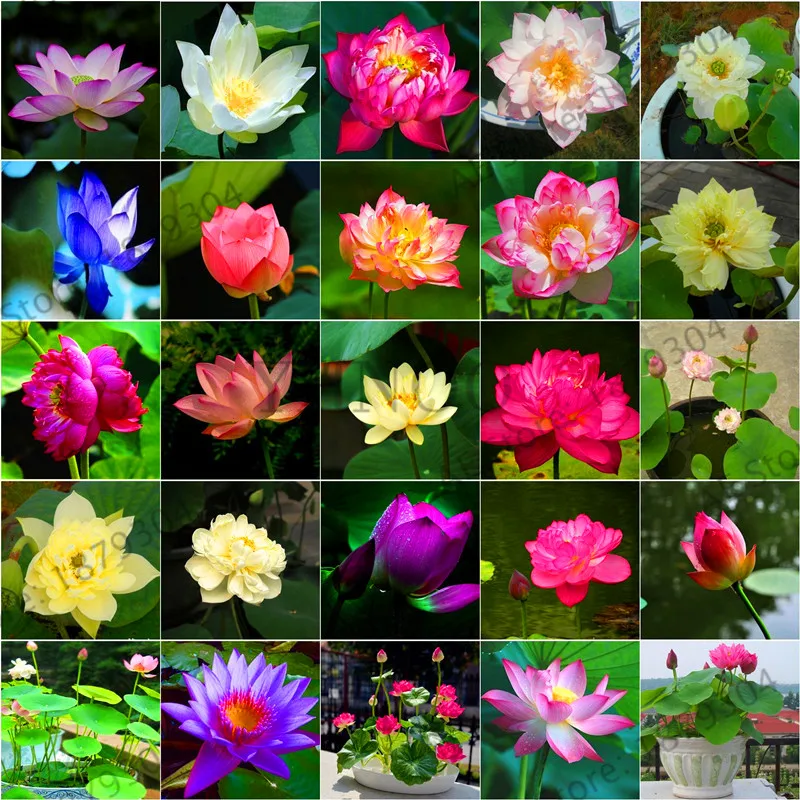

Time-Limit!!5pcs Bowl Lotus Flores Hydroponic Plants Aquatic Plants Flower Pot lotus Water Lily Plantas Bonsai Home Garden, Gar