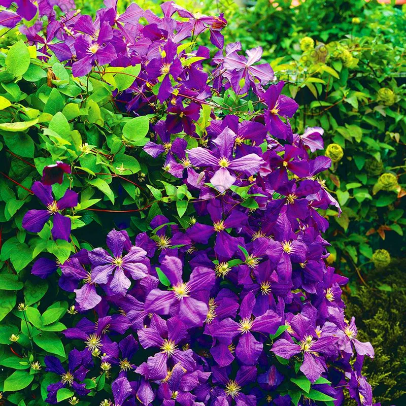 

New Fresh 22Colored Clematis Plants Real Rare Clematis Plant Outdoor Plant Natural Growth Bonsai Home Garden 100 Pcs,#K3J92