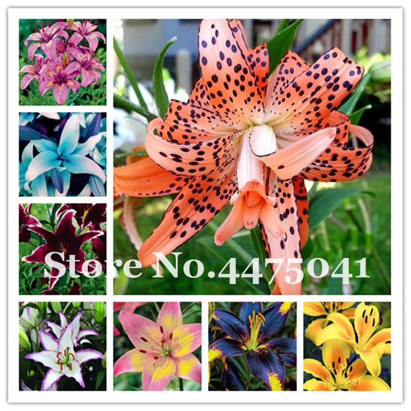 

150 Pcs Bright Lily Bonsai Rare Flower Garden Plant Can Purify The Air Lilium Brownii Bonsai Pots Plant For Home Garden Planting