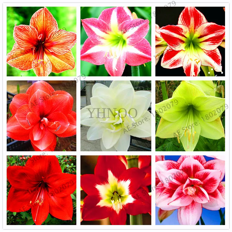 

Beautiful colors amaryllis flower bonsai,100pcs/bag,Hippeastrum rutilum,high germination rate.