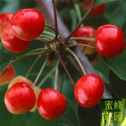 Вишня дерево бонсай персик Клин Цзин Тао красная вишня фрукты деревья около 5 бонсай