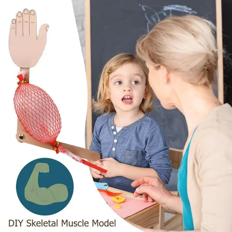 Детская научная модель DIY скелетная мышечная ручные материалы упаковка