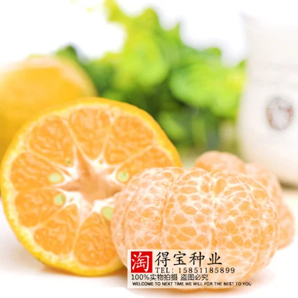 

Plantblooming Plants Virgo Potato Oranges Rock Sugar Orchids Citrus Tree bonsai bonsai Fruit 10pcs