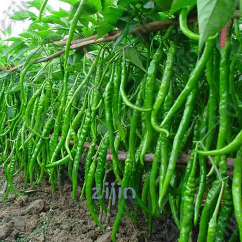 

200pcs/bag Giant Spices Spicy green Chili Hot Pepper Plants potted bonsai garden courtyard plant Non-GMO vegetable