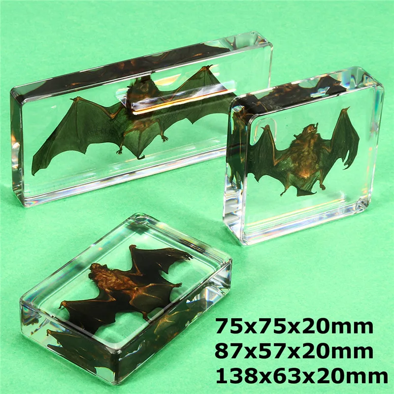 

3 Size Acrylic Lucite Transparent Bat Specimens Animal Insect idermy Bat Amber Educational Teach Supply Biological Collection