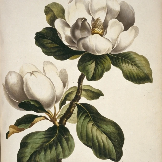 Magnolia Sp. Poster Print By Mary Evans Natural History Museum (18 X 24) | Дом и сад