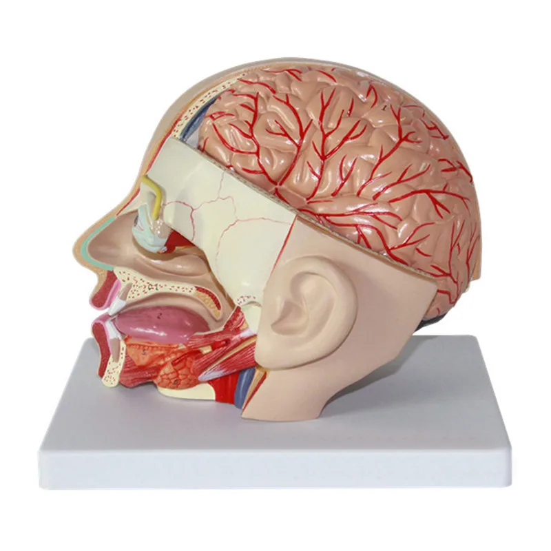 

Anatomical Simulation Human Head Skull Model PVC Anatomy Brain Medical Science Comprehensive School Teaching Resources Set