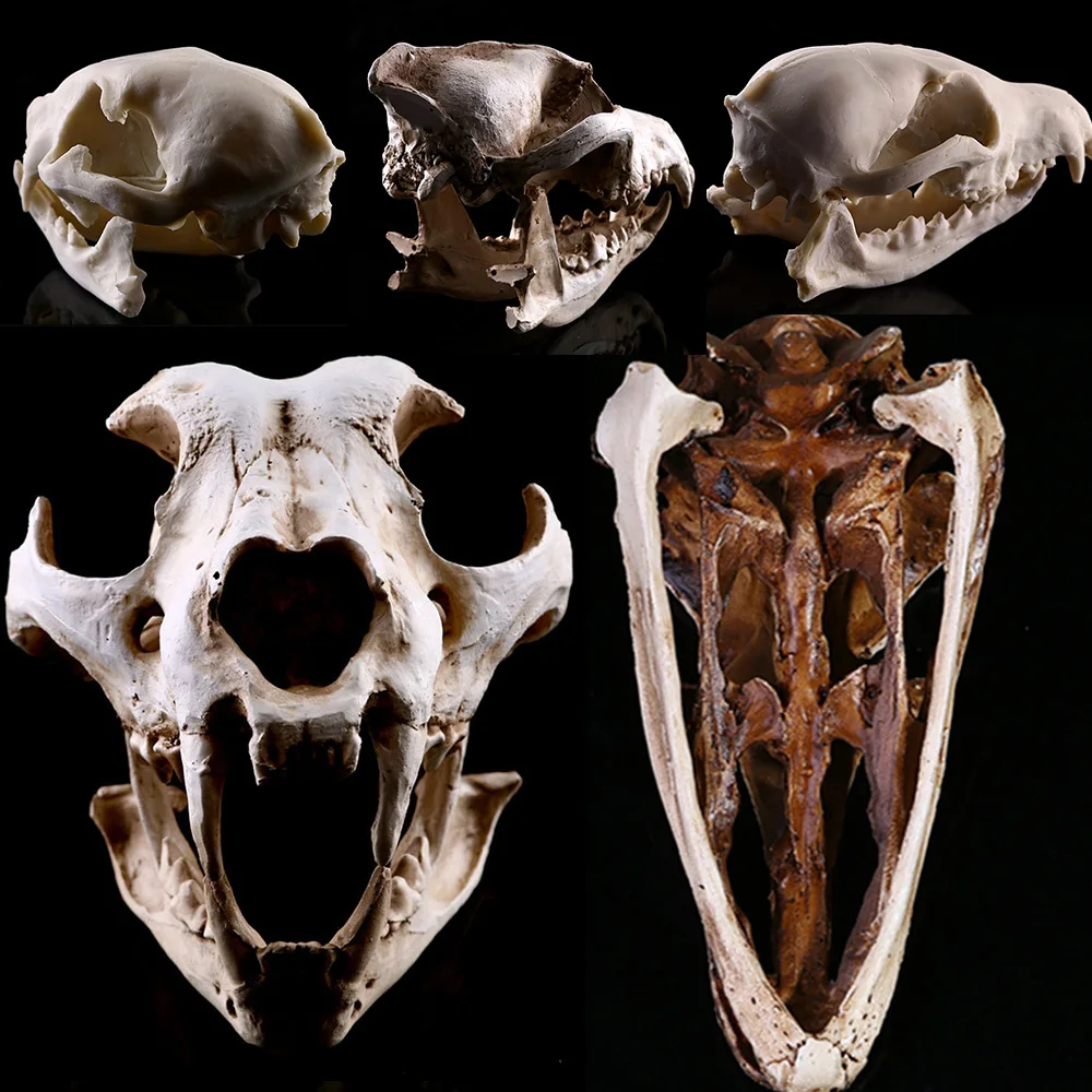 Изделия из смолы череп динозавра Fossil обучение скелет модель Хэллоуин домашний офис Хэллоуин украшения