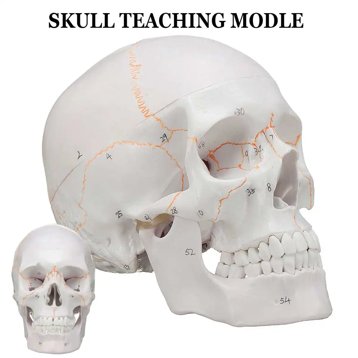 

Head Skull Skeleton Model 1:1 Life-size Skull Medical Science for School Teaching Human Anatomy Precise Adult Head Medical Model