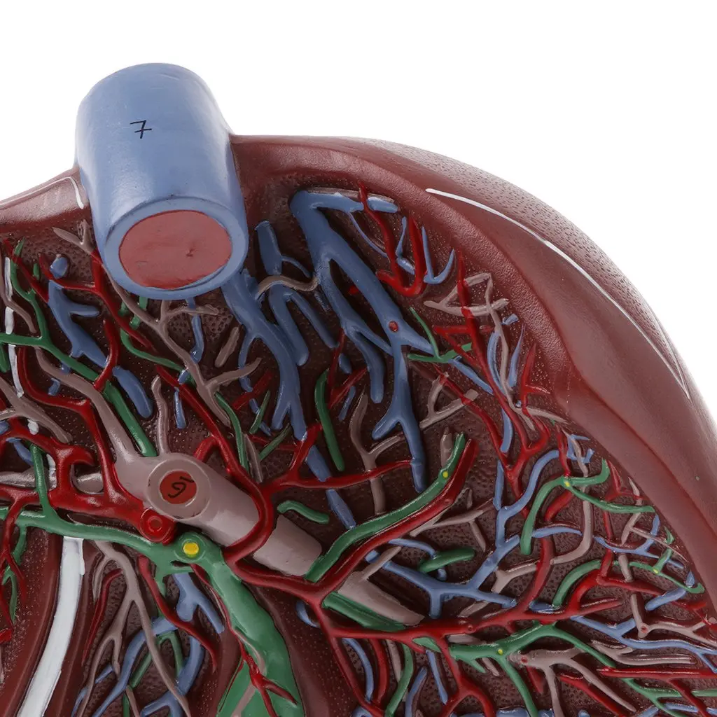  1.5x Magnification Human Liver Model Hepatic Anatomical Model for School Teaching Tool Learning Dis - 32973145799