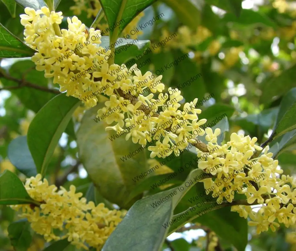 Чистые растительные эфирные масла, эфирное масло лавра, 2 мл, лавровое масло, Morocco imports bay oil