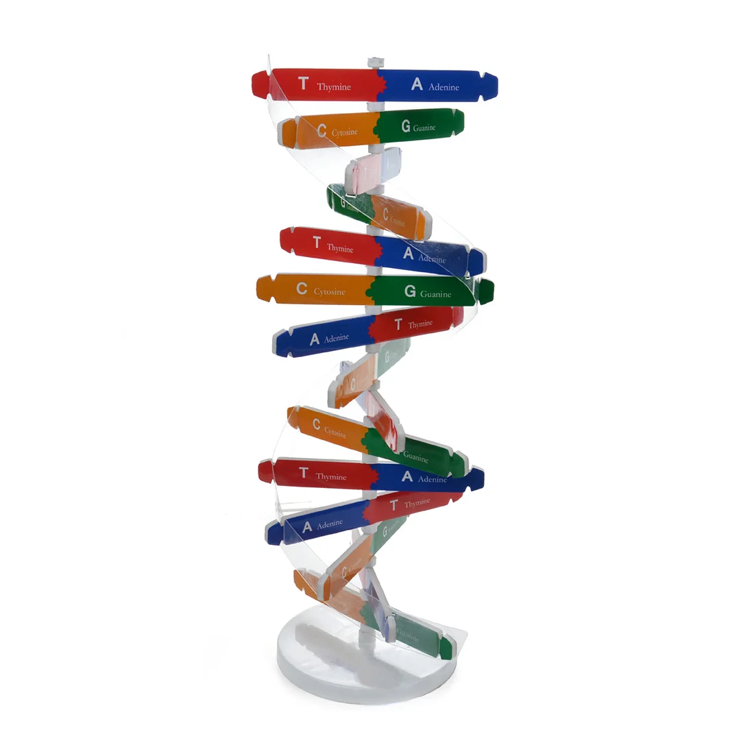  Human Genes DNA Models Double Helix Science Toys Popularization Teaching Learning Education Toys Fo - 32953084408