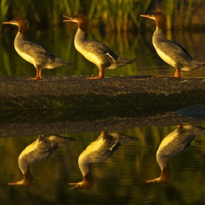 Общий Mergansers на рок отражающий в воде закате Whiteshell провинциальный парк Manitoba