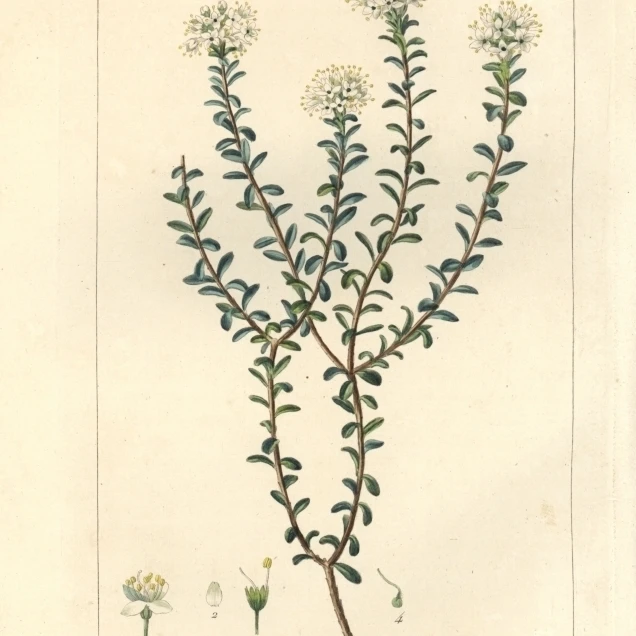 Dendrium Buxifolium Native To Американский плакат печать Florilegius Мэри Эванс (18X24)|Таблички и