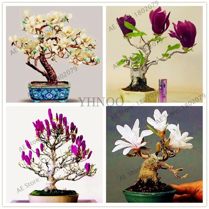 

30pcs/bag magnolia Plants, beautiful bonsai magnolia flower Plantas for home and garden planting,easy to grow