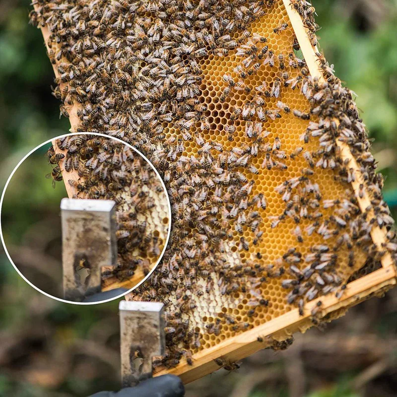 Промотирование открытия-2 Упаковка, нержавеющая сталь инструменты для ульев и пчеловодства J крюк пчелиная рама подъемник и скребок оборудование для пчеловодов
