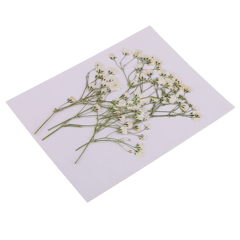 

10 Pressed Dried Flower Babys Breath DIY Phone Case, Bookmark, Resin Jewelry