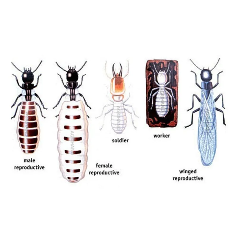 1 коробка Termites DIY Baiting System 2 е издание убить весь TERMITE колония ликвидация простое