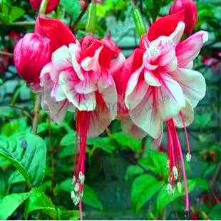 50 шт. фуксия Флорес Fuchsias цветок Комнатный бонсай plantas садовые цветы растения Diy посадочный горшок, # QKJ1CK