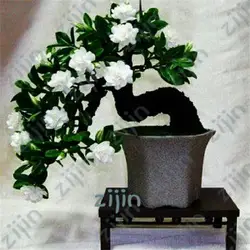 Лидер продаж! 30 шт гардения завод (плащ-Жасмин)-для Домашнего Цветоводства искусственный бонсаи, удивительно красивые цветы для комнаты