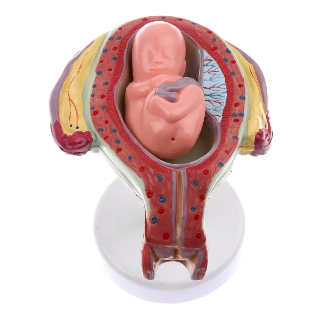  8pcs Human Fetal Development Model Medical Anatomical Model for School Teaching Tool Learning Displ - 32976387697