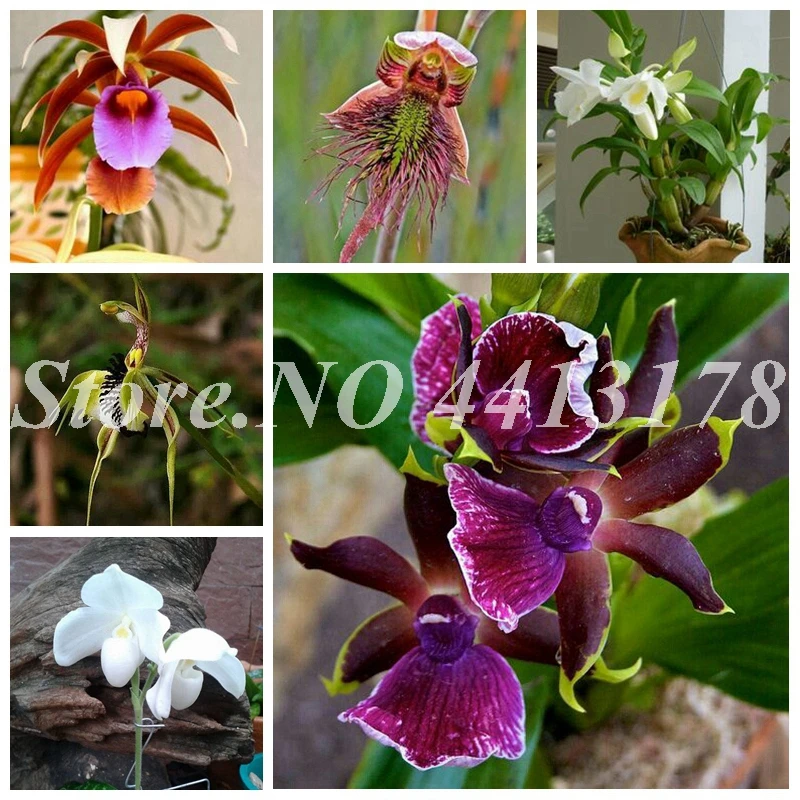 

100 pcs/ bag Mixed Orchid Heirloom Tectorum Bonsai Indoor Ornamental Orquidea Flower Plant for Garden Potted Blooming Plant