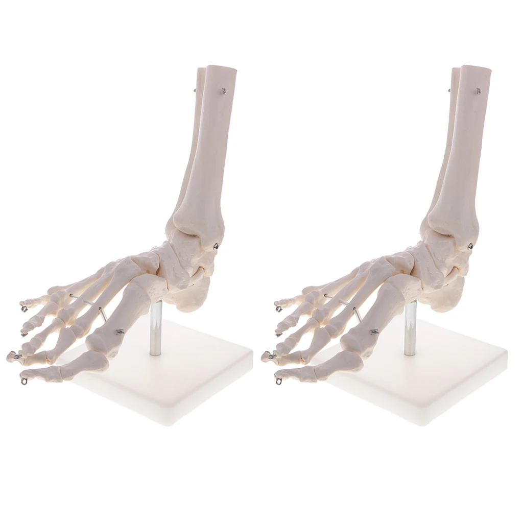 

2 Sets 1:1 Learning Resources Human Foot and Ankle Joint Medical Skeleton Model with Display Base School Teaching Display