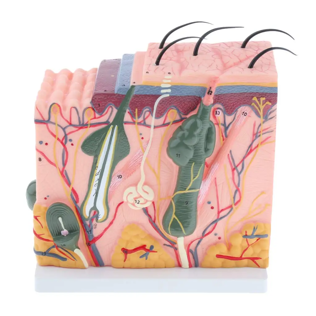  Magnified 3D Human Skin Model Simulation Medical Anatomical Model for School Teaching Tool Learning - 32973596186