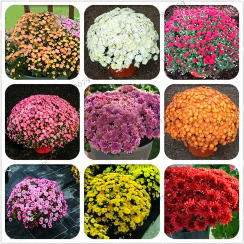 

Lowest Price!100pcs/bag Ground-cover chrysanthemum garden, chrysanthemum perennial bonsai flower flores daisy potted plant for h