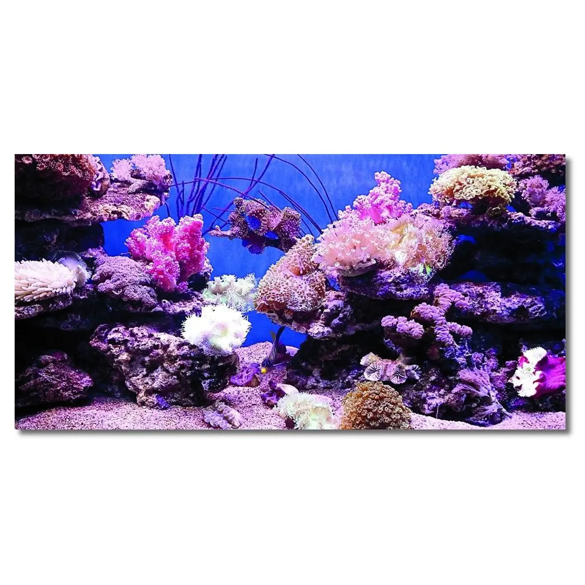 

PVC High Glossy Aquarium Background Poster Coralal Fish Tank Ocean Decorative Wall Backdrop Image Decoration Landscape 4 Size